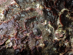 Onchidella nigricans