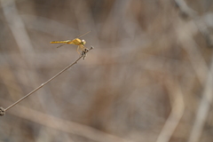 Crocothemis servilia