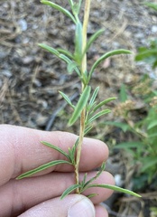 Epilobium brachycarpum