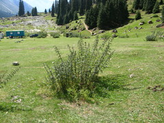 Urtica cannabina
