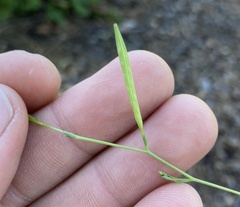 Epilobium brachycarpum