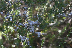 Morella cordifolia
