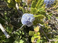 Ceanothus