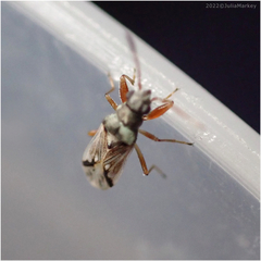 Pseudopachybrachius vinctus