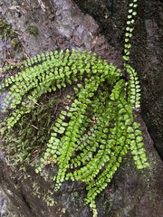 Asplenium trichomanes