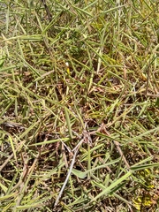 Melinis minutiflora