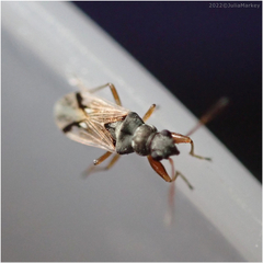 Pseudopachybrachius vinctus