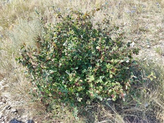 Cotoneaster melanocarpus