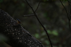 Prinia socialis
