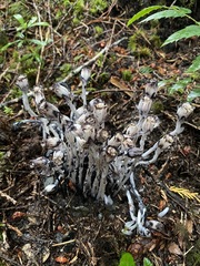 Monotropa uniflora