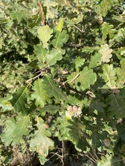 Quercus pubescens