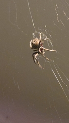 Neoscona crucifera