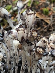 Monotropa uniflora