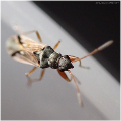 Pseudopachybrachius vinctus