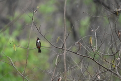 Pycnonotus jocosus