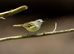 Vireo solitarius