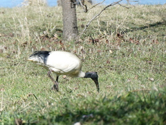 Threskiornis molucca