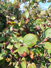 Cotoneaster melanocarpus