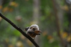 Argya striata