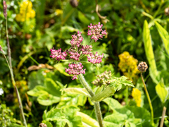 Heracleum sphondylium