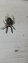 Larinioides sclopetarius