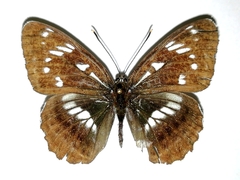 Limenitis helmanni