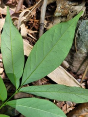 Millettia pachycarpa