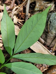 Millettia pachycarpa