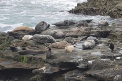 Phoca vitulina richardii