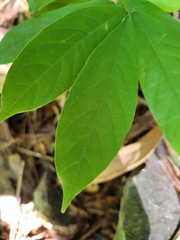 Millettia pachycarpa