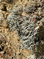 Pilophorus acicularis