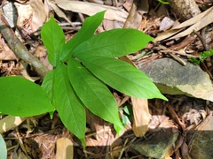 Millettia pachycarpa