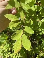 Vaccinium ovalifolium