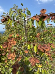Paliurus spina-christi
