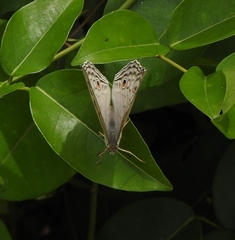 Junonia atlites