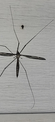 Tipula furca