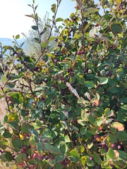 Cotoneaster melanocarpus