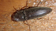 Melanotus depressus