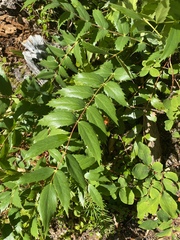 Berberis nervosa