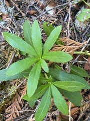 Chimaphila umbellata