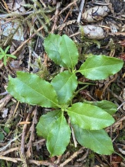 Orthilia secunda