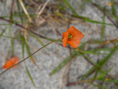Papaver dubium