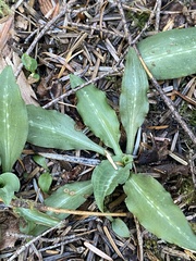 Goodyera oblongifolia