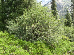 Berberis sphaerocarpa