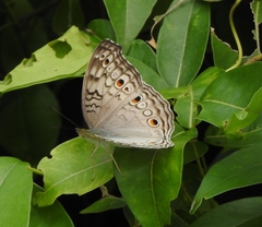 Junonia atlites