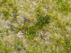 Polygala vulgaris