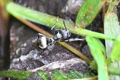 Polyrhachis
