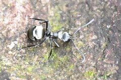 Polyrhachis
