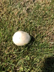 Agaricus arvensis
