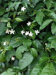 Tabernaemontana divaricata